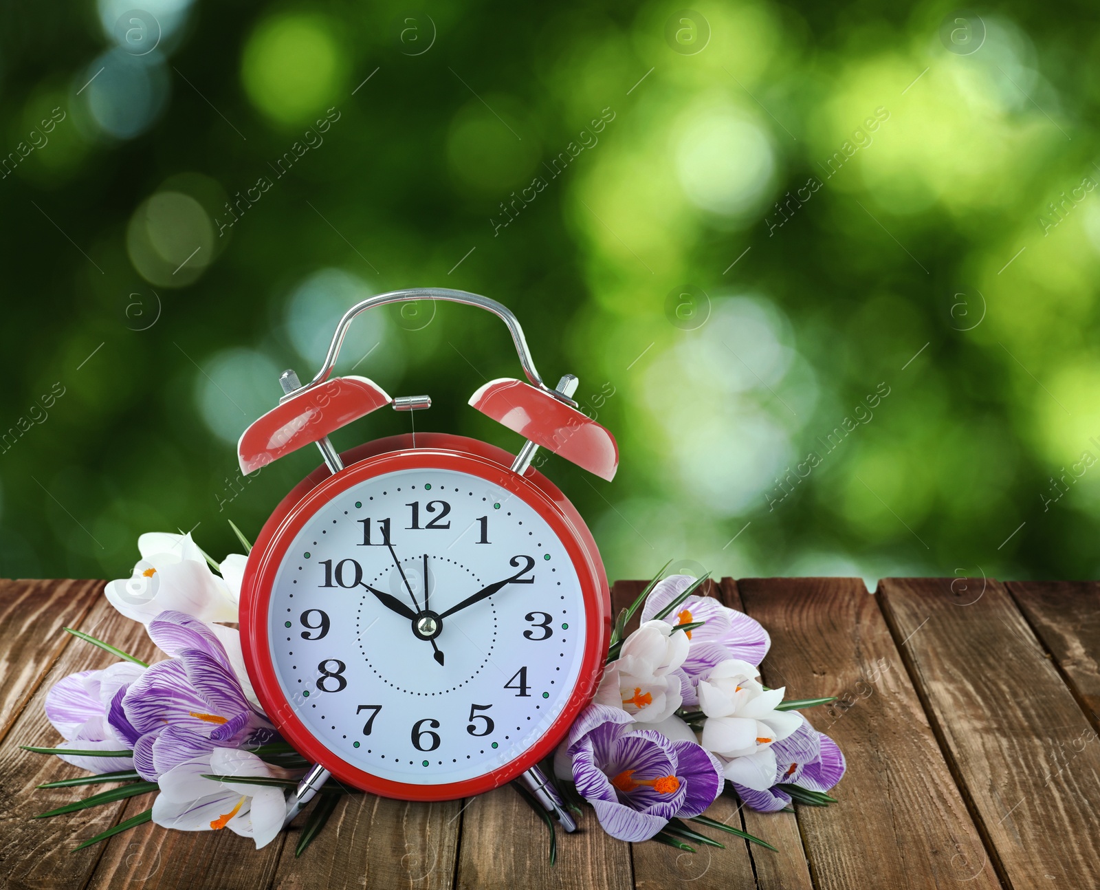 Image of Alarm clock and spring flowers on wooden table. Time change 