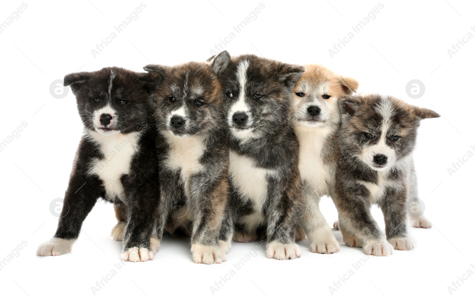 Photo of Cute Akita inu puppies on white background. Friendly dogs