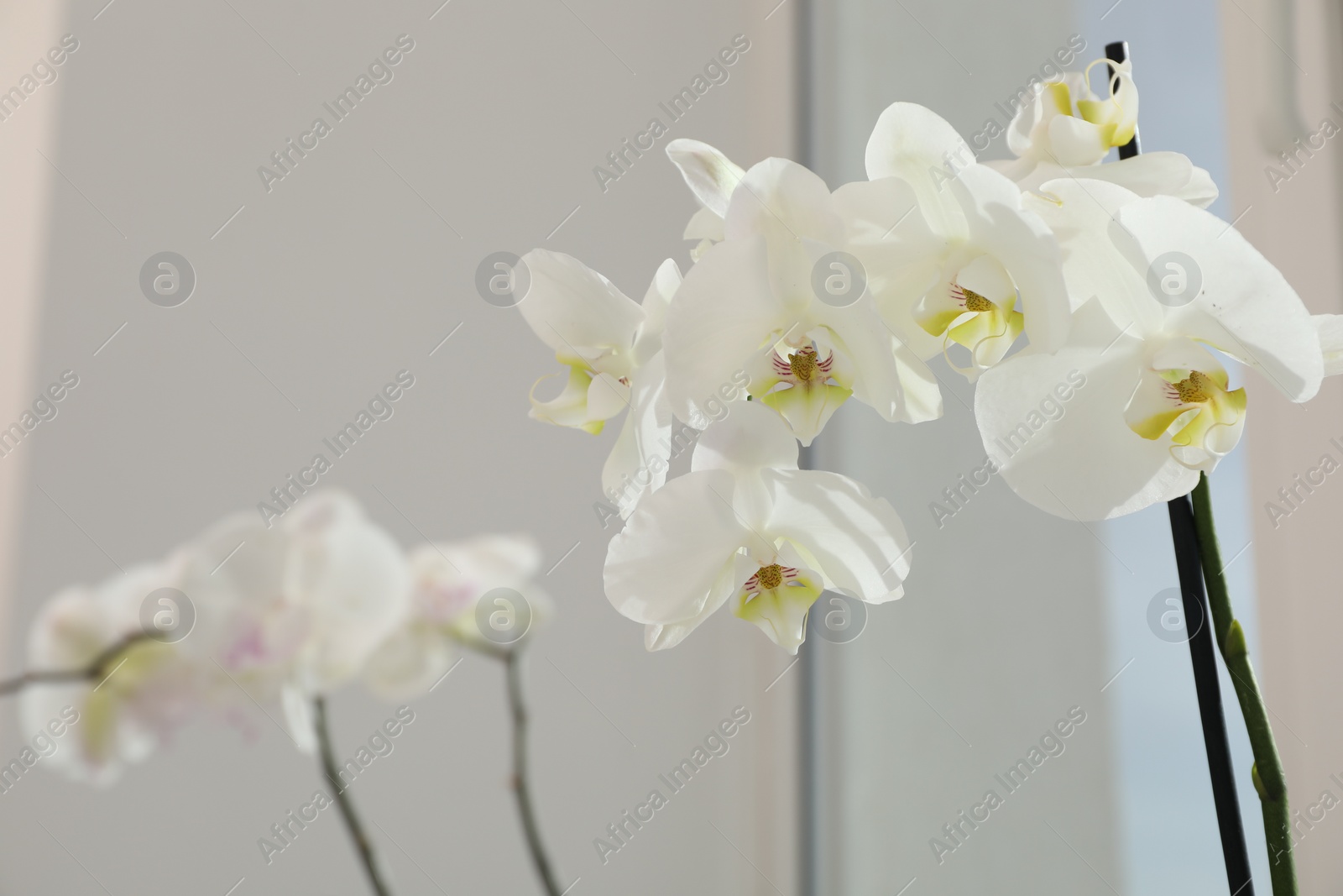 Photo of Branches with beautiful orchid flowers near window, closeup