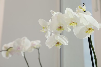 Photo of Branches with beautiful orchid flowers near window, closeup