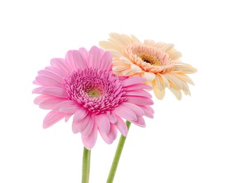 Photo of Two beautiful gerbera flowers isolated on white