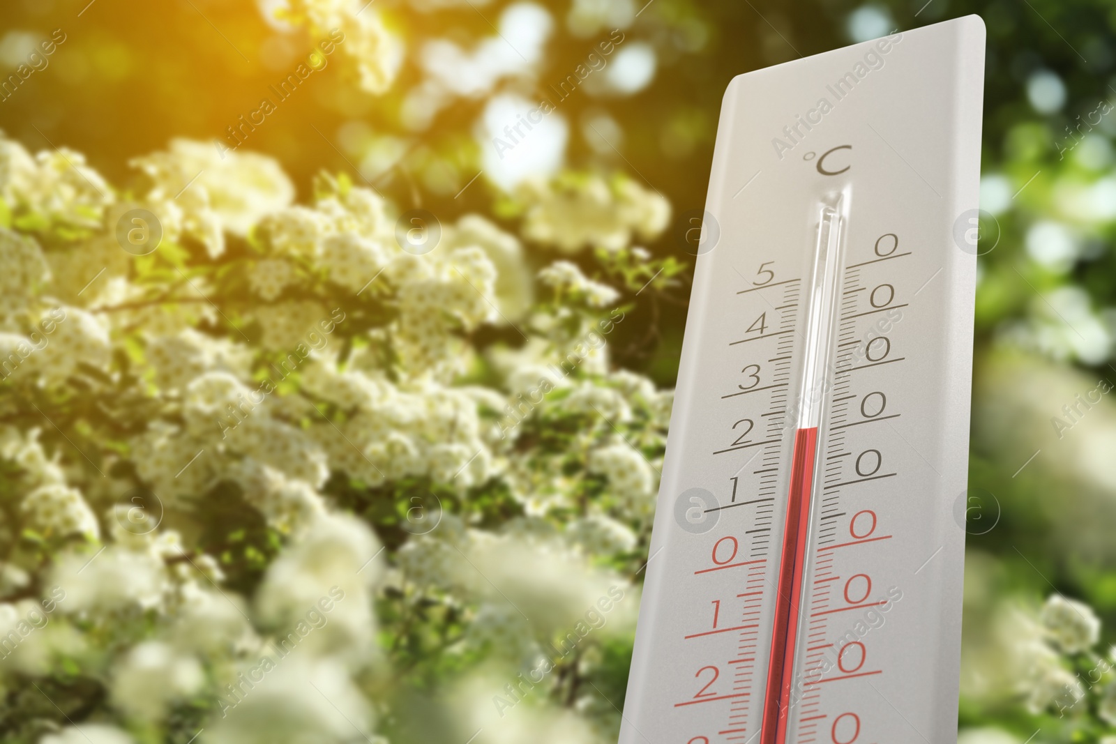 Image of Thermometer and blossoming spiraea shrub outdoors. Temperature in spring