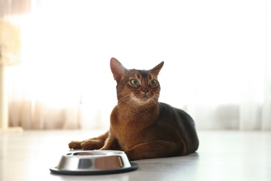Photo of Beautiful Abyssinian cat near feeding bowl at home. Lovely pet