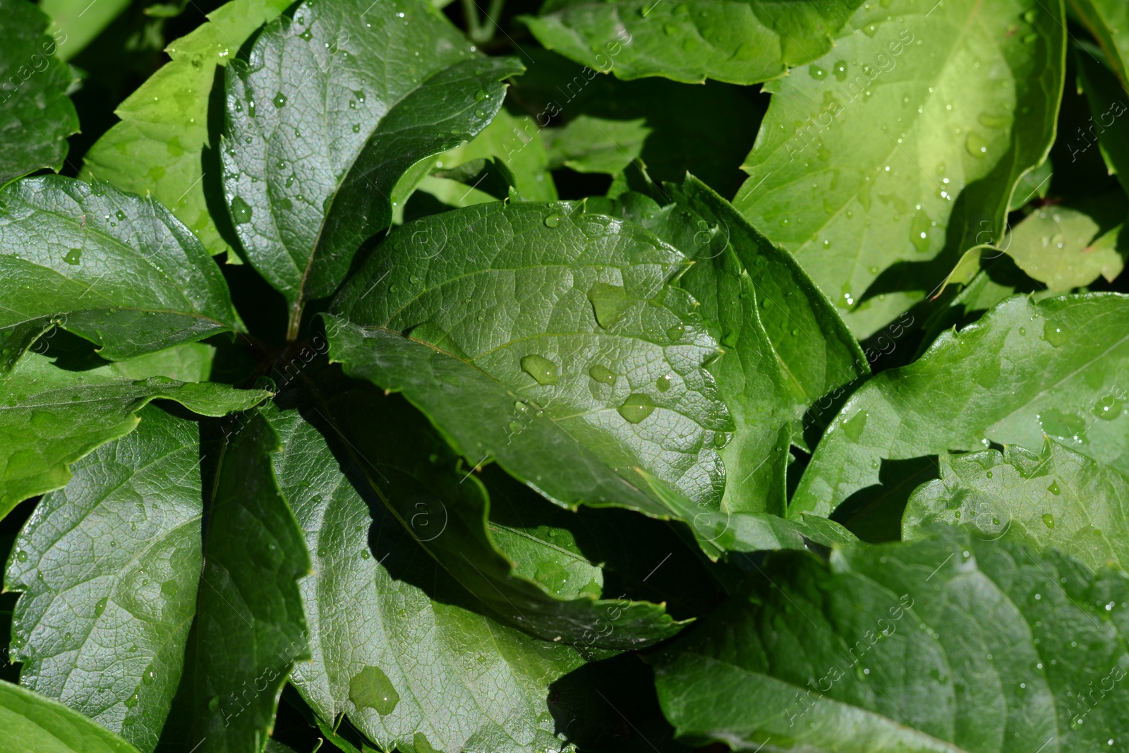 Photo of Closeup view of green leaves with water drops