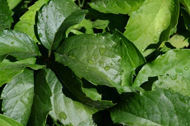 Closeup view of green leaves with water drops