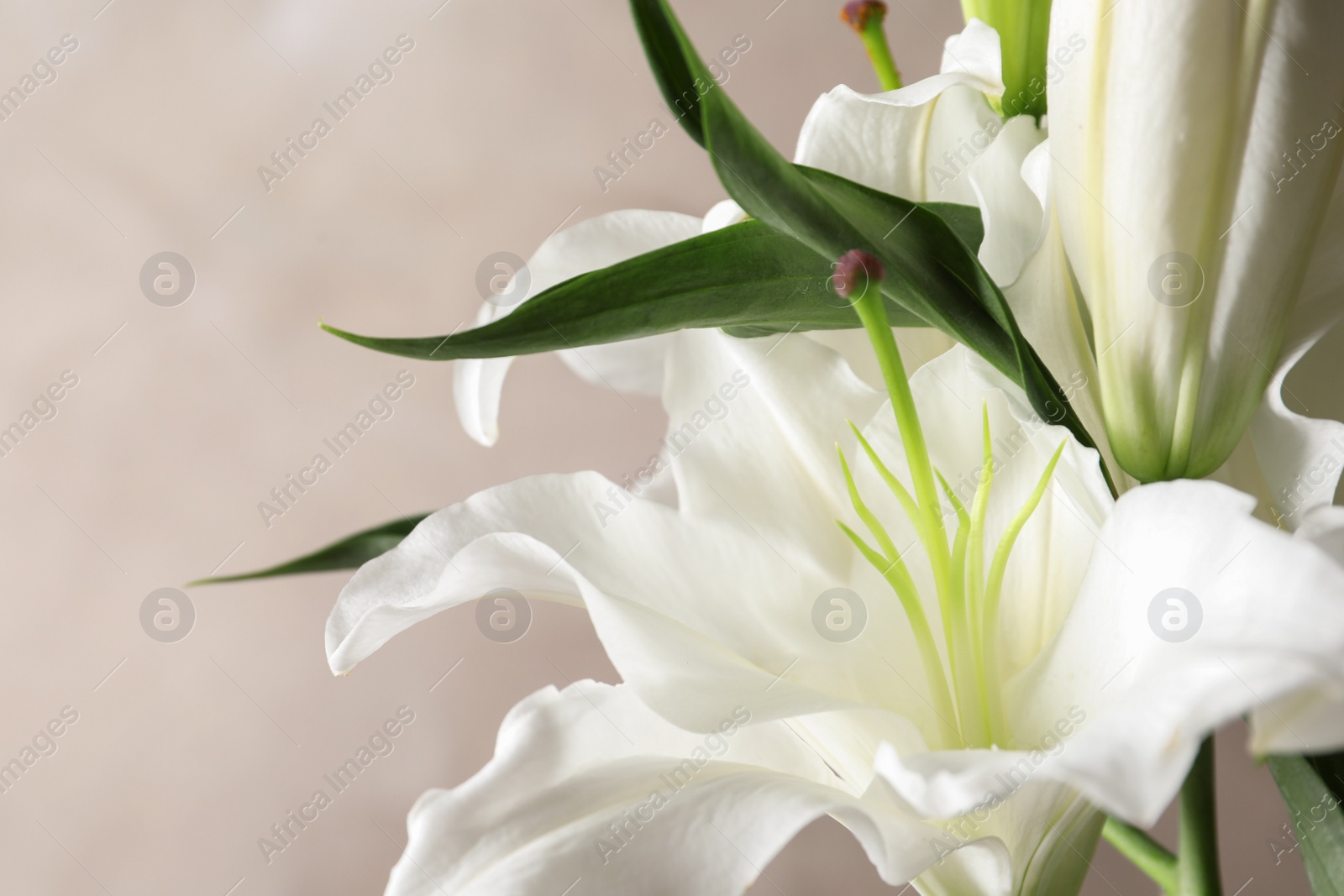 Photo of Beautiful lilies on light brown background, closeup view. Space for text