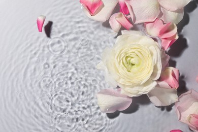 Photo of Beautiful rose and petals in water on white background, top view. Space for text