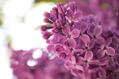 Photo of Closeup view of beautiful blossoming lilac shrub outdoors