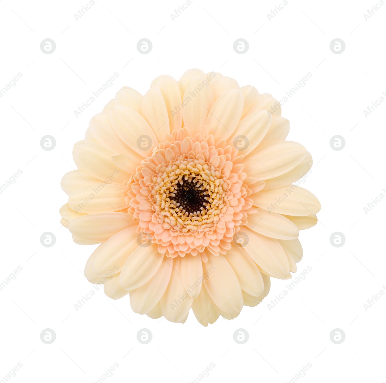 Photo of One beautiful tender gerbera flower isolated on white, top view