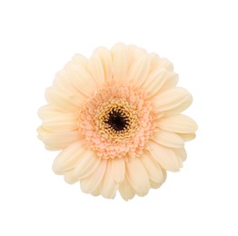 Photo of One beautiful tender gerbera flower isolated on white, top view