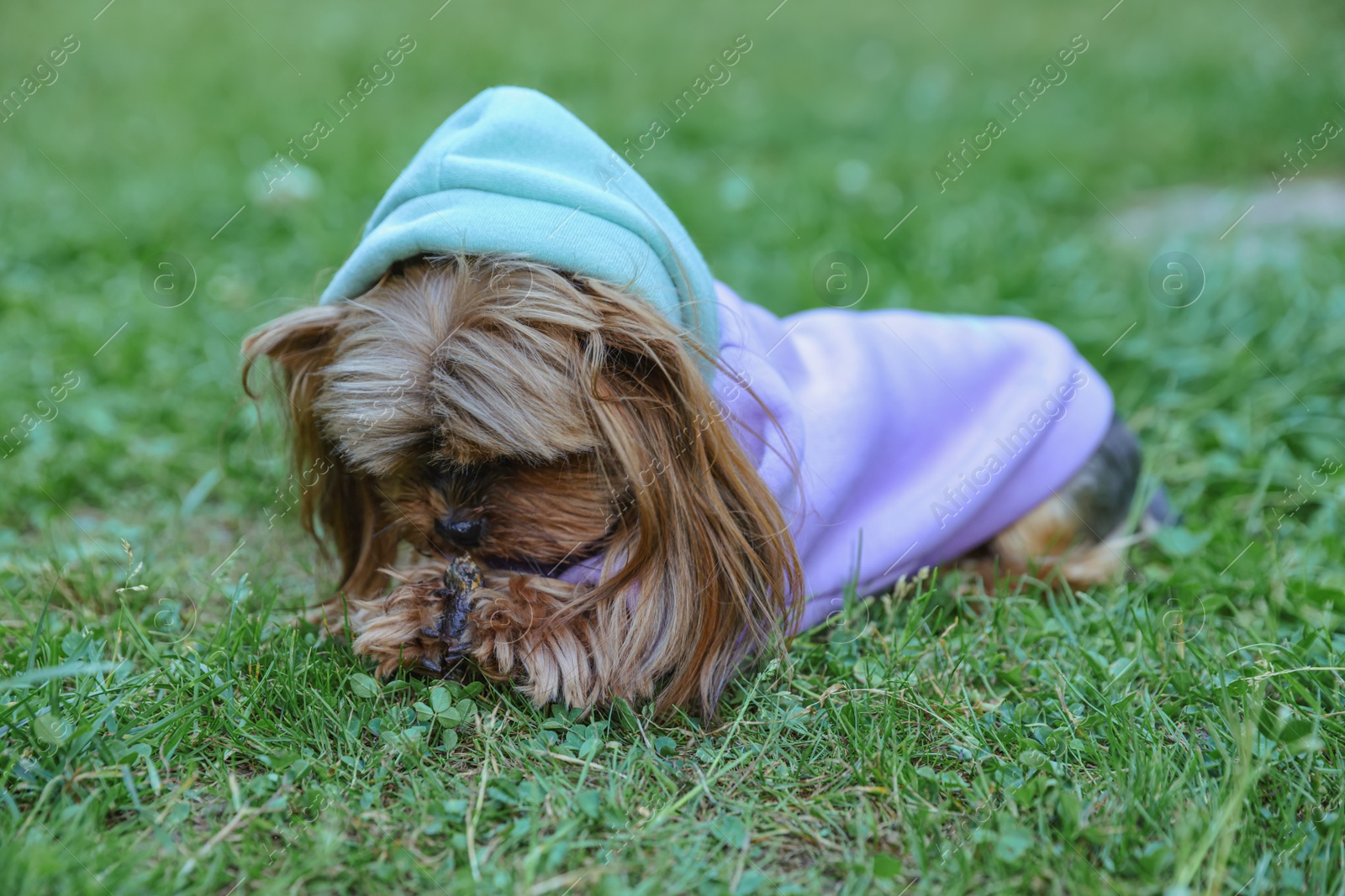 Photo of Cute Yorkshire terrier wearing stylish pet clothes in park