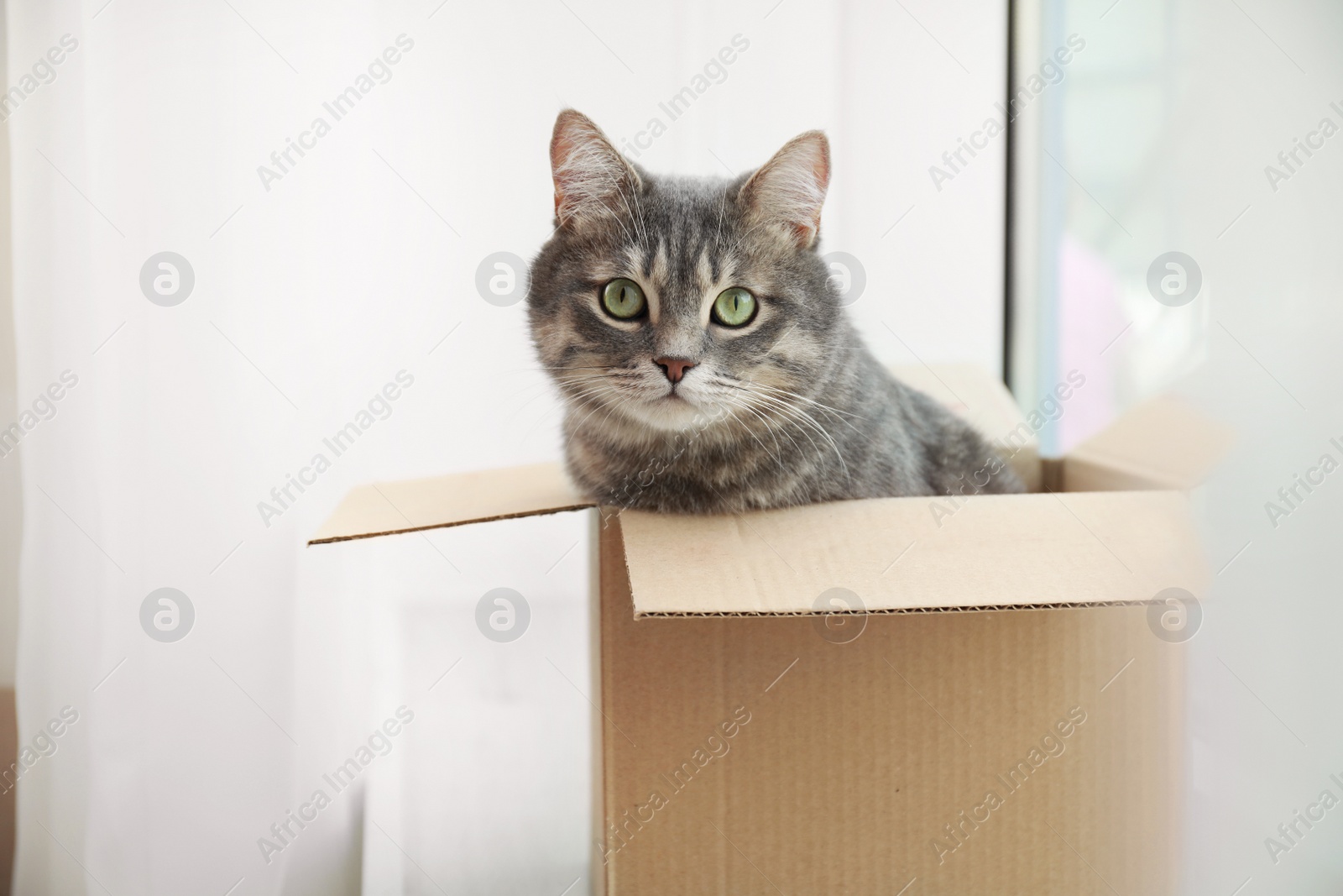 Photo of Cute grey tabby cat in cardboard box near window at home