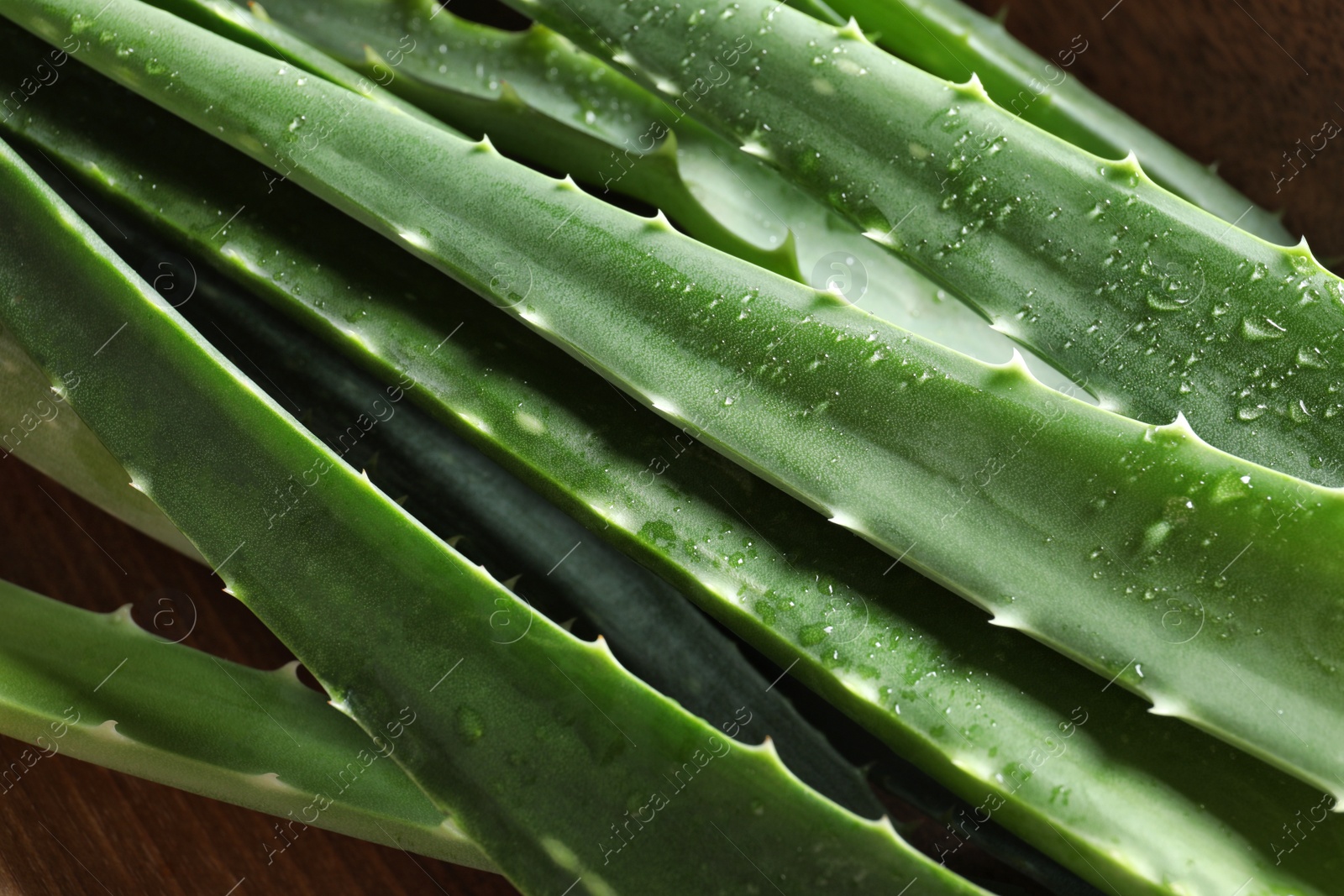 Photo of Fresh aloe vera leaves, closeup view