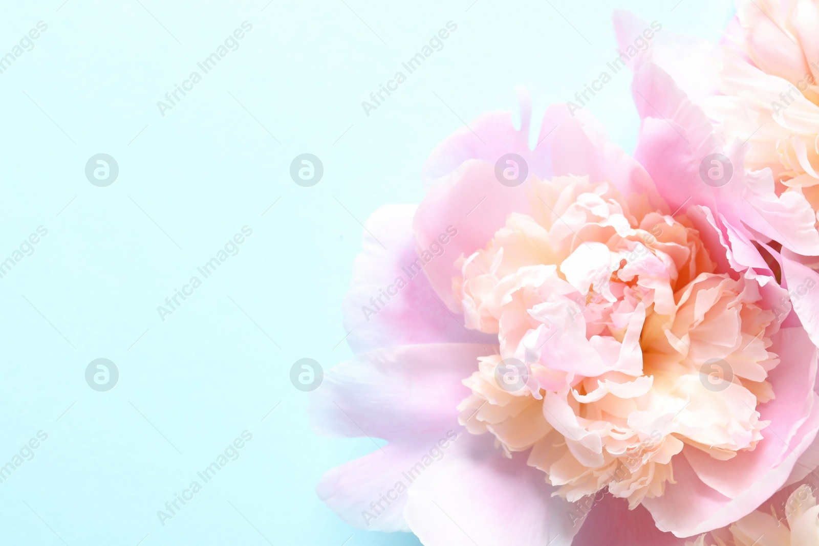 Photo of Beautiful fragrant peony flower on color  background