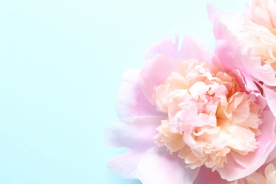 Photo of Beautiful fragrant peony flower on color  background