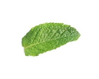 Fresh green mint leaf on white background