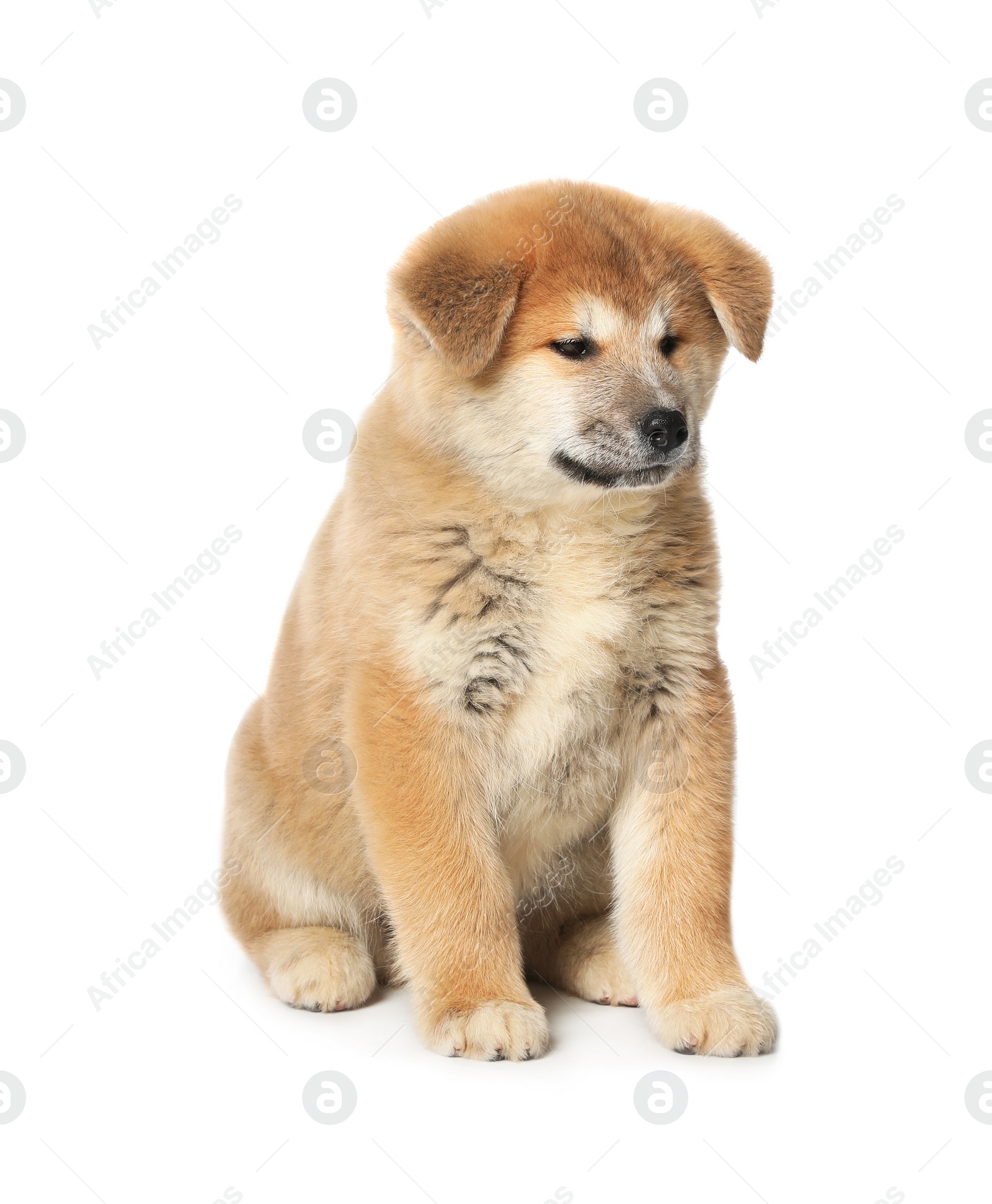 Photo of Cute Akita Inu puppy on white background. Baby animal