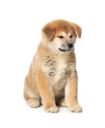 Cute Akita Inu puppy on white background. Baby animal