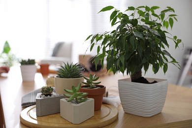 Photo of Beautiful potted plants on wooden table at home. Engaging hobby