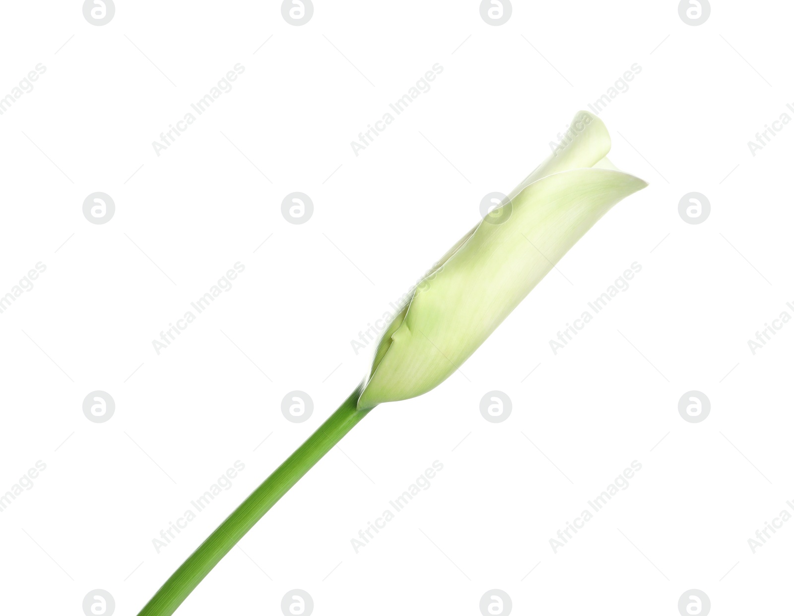 Photo of Beautiful calla lily flower on white background