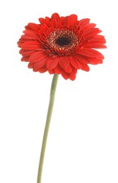 Photo of Beautiful red gerbera flower on white background