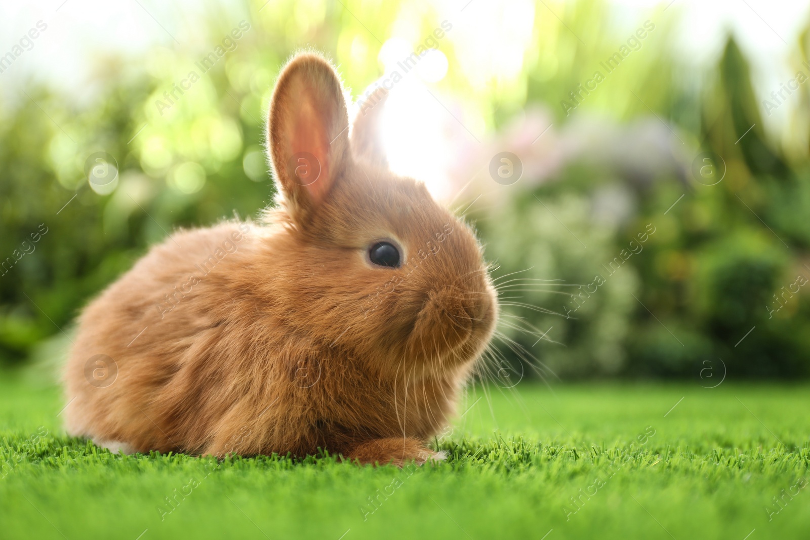Photo of Adorable fluffy bunny on green grass against blurred background, space for text. Easter symbol