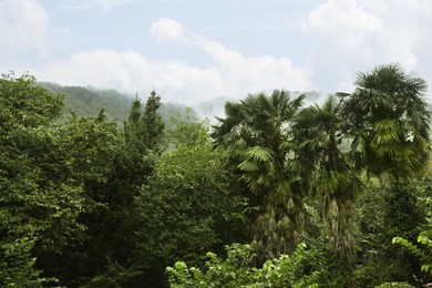 Photo of Beautiful different green trees and sky in forest