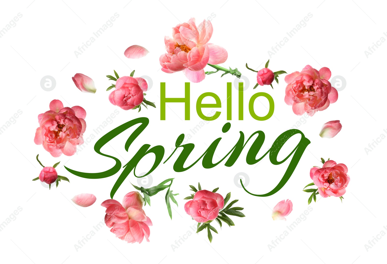 Image of Hello Spring card design with beautiful peonies on white background