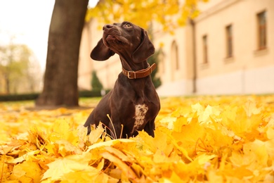 Photo of Cute German Shorthaired Pointer in park on autumn day