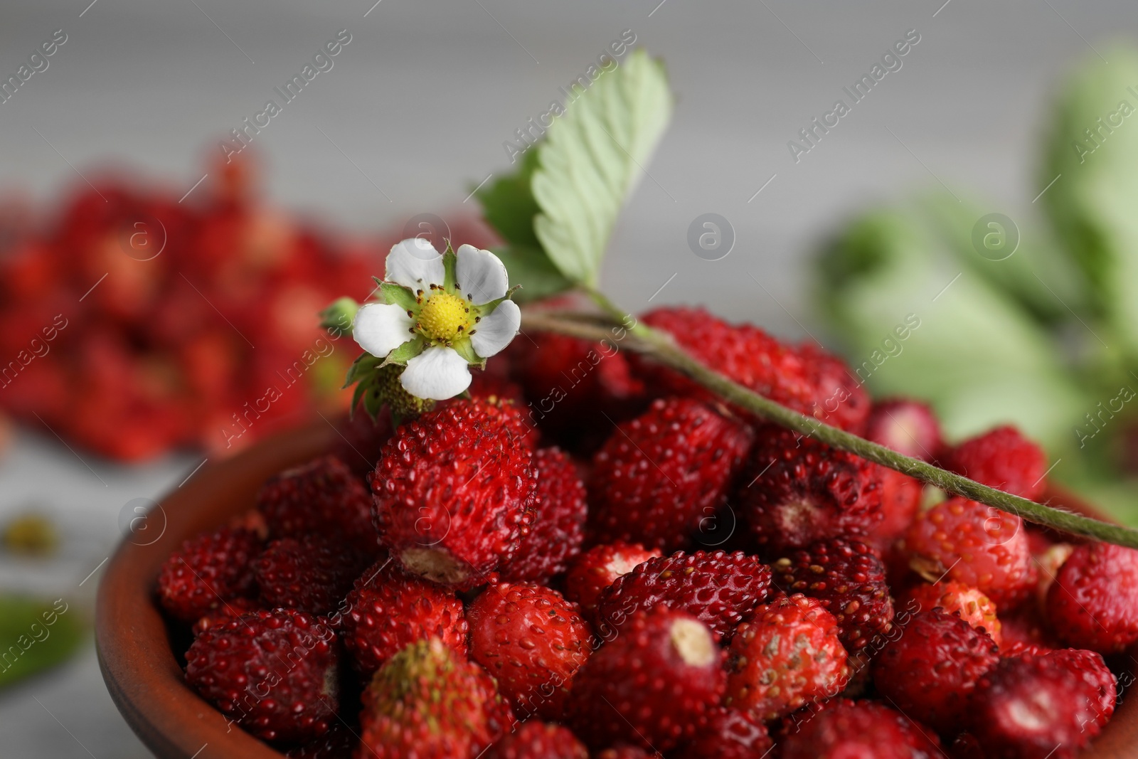 Photo of Fresh wild strawberries and flower in bowl on blurred background, closeup