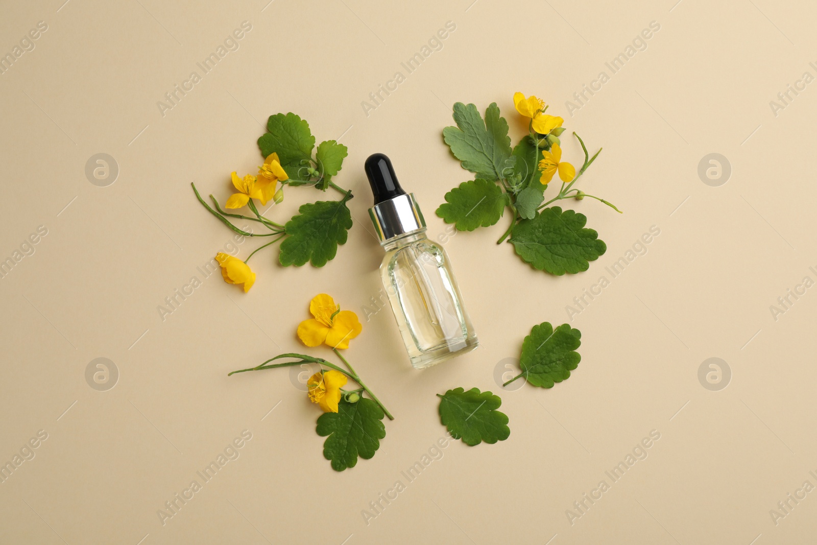 Photo of Bottle of natural celandine oil and flowers on beige background, flat lay