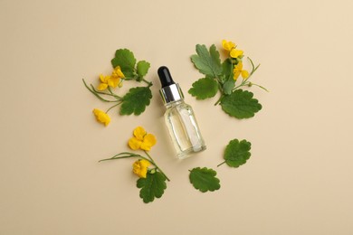 Bottle of natural celandine oil and flowers on beige background, flat lay