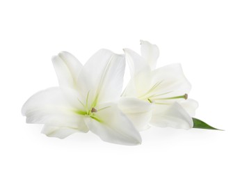 Photo of Beautiful fresh lily flowers isolated on white