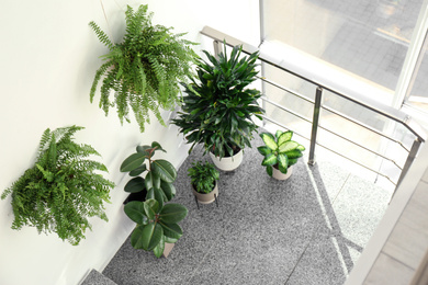 Photo of Different plants on stairs indoors, above view. Home design idea