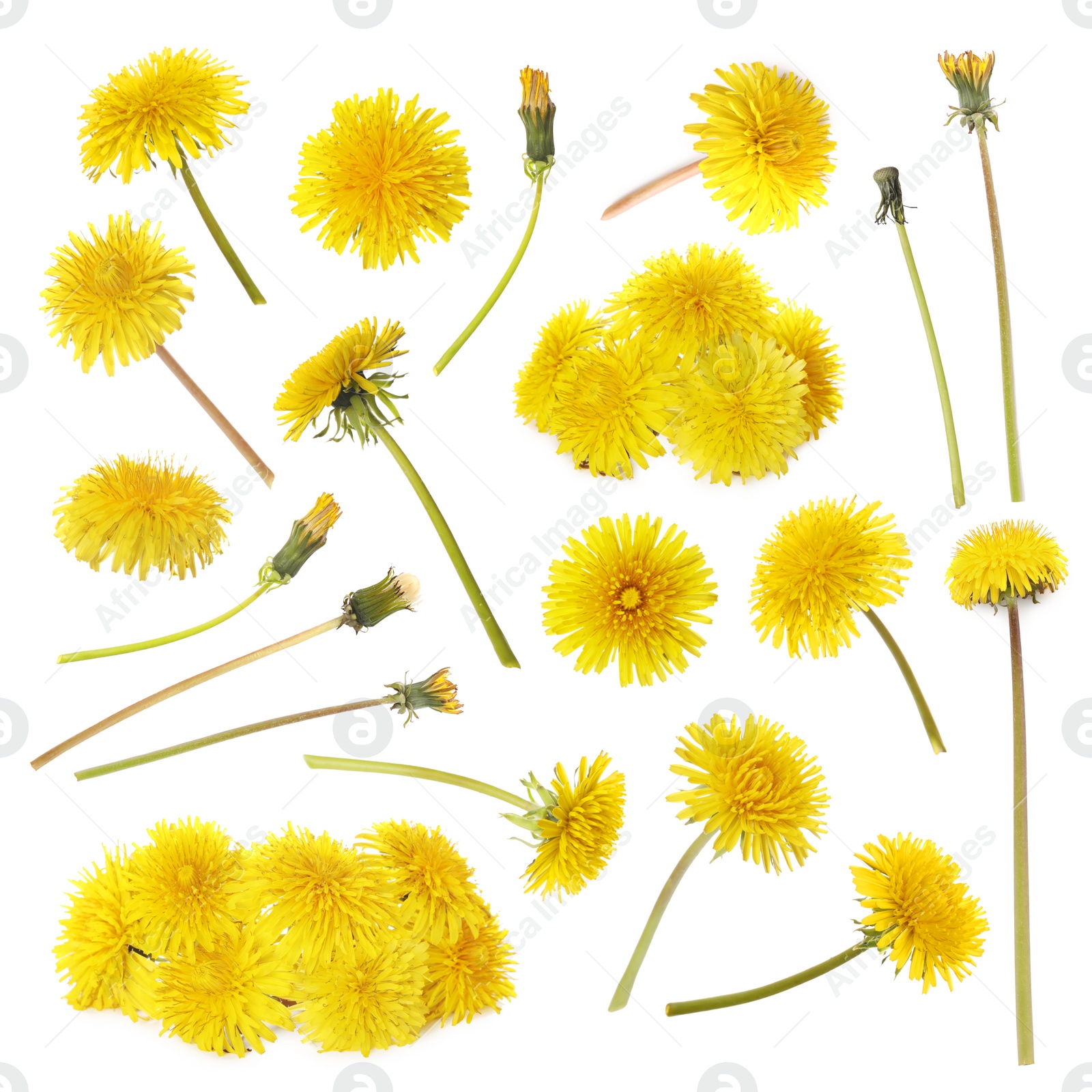 Image of Set with beautiful yellow dandelions on white background