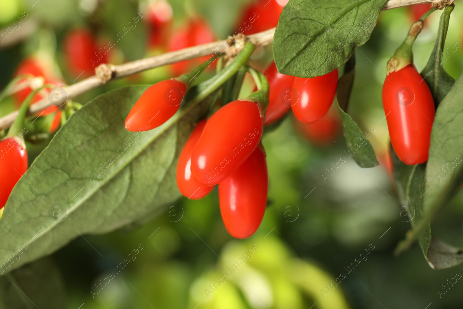 Photo of Branch with ripe fresh goji berries in garden