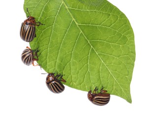 Photo of Many colorado potato beetles on green leaf against white background