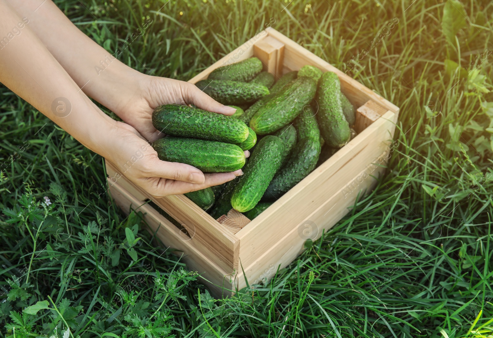 Photo of Woman holding fresh ripe cucumbers outdoors, closeup