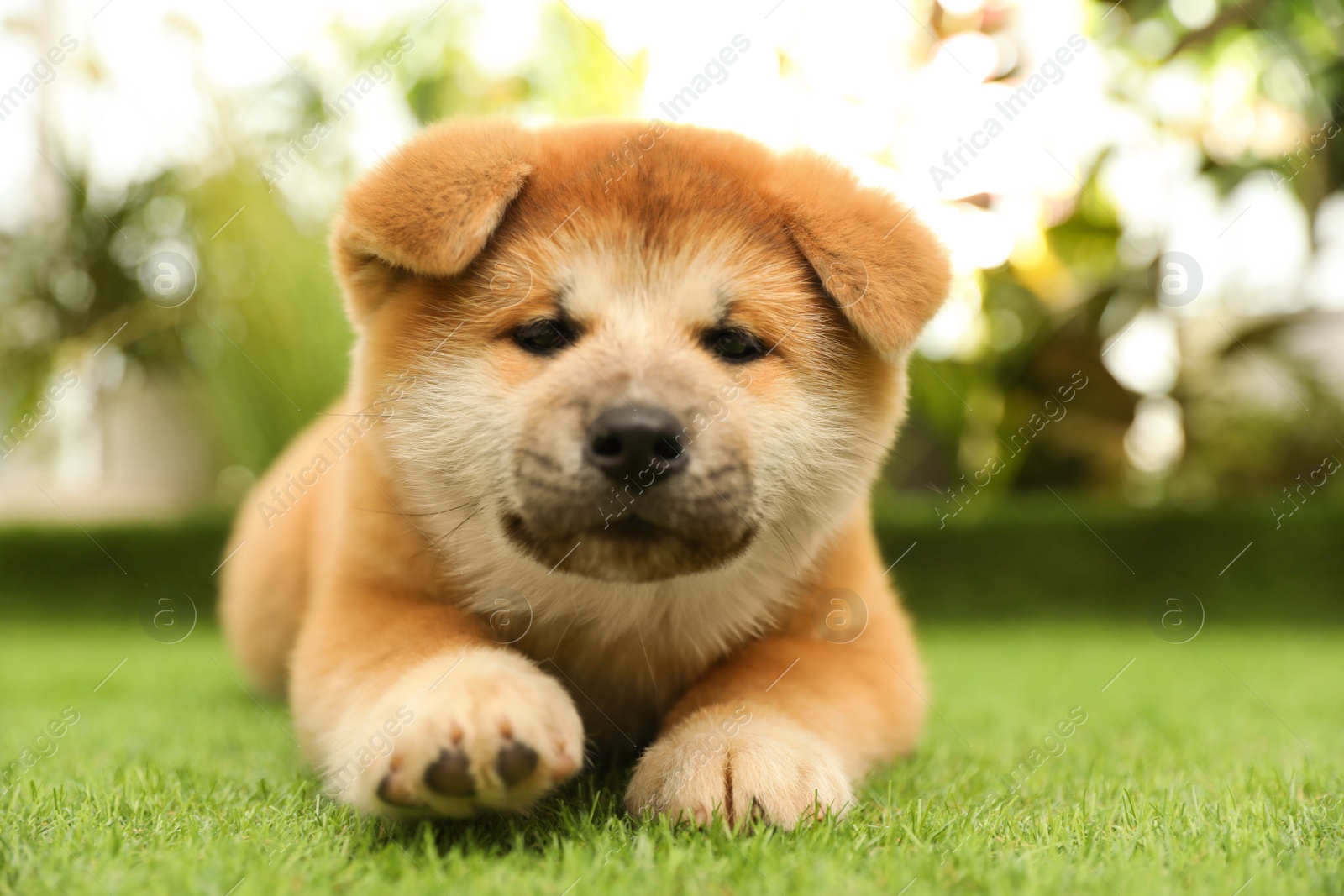 Photo of Cute Akita Inu puppy on green grass outdoors. Baby animal