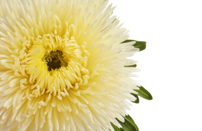 Beautiful bright aster flower on white background, top view