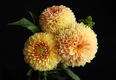 Photo of Beautiful yellow dahlia flowers on black background