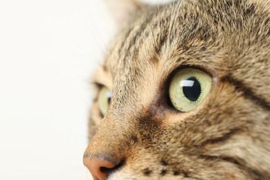 Photo of Closeup view of tabby cat with beautiful eyes on light background