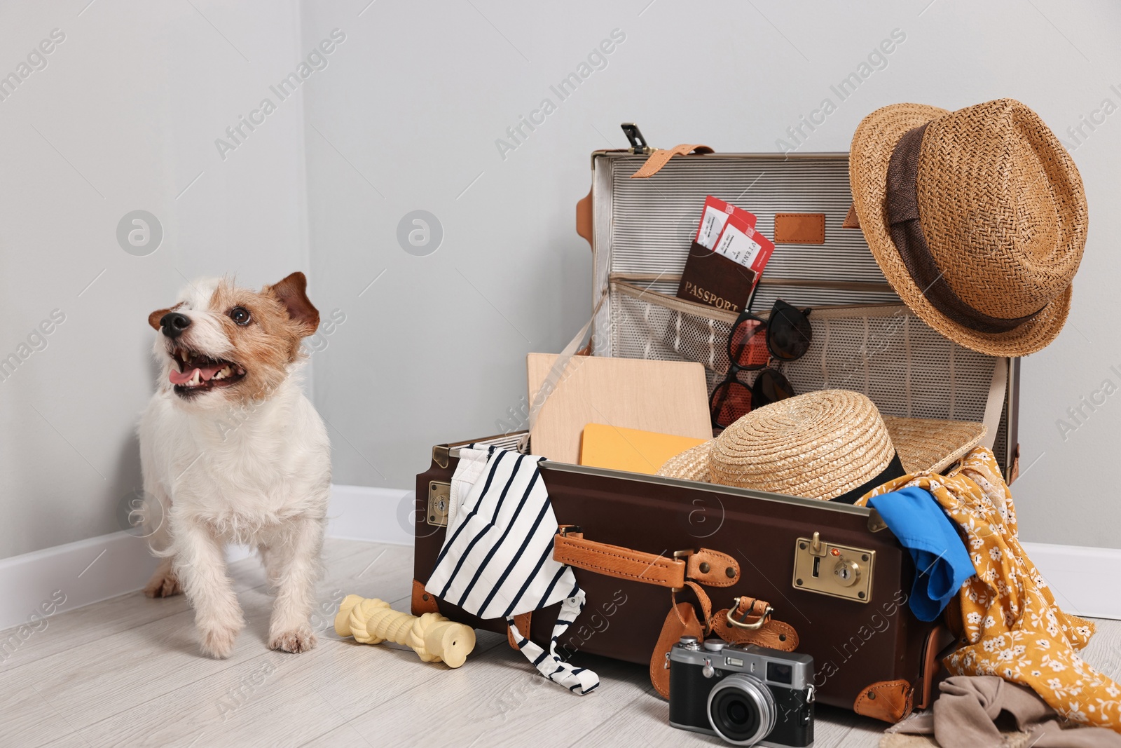 Photo of Travel with pet. Dog, clothes and suitcase indoors