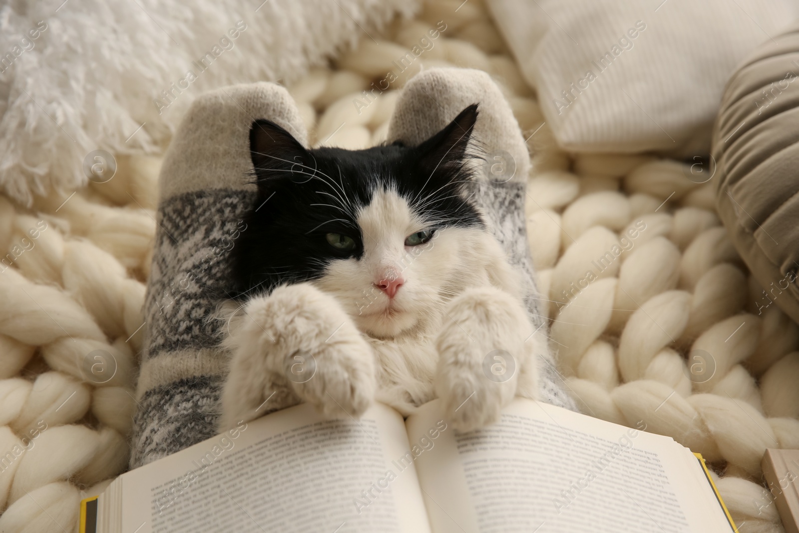 Photo of Woman holding adorable cat and open book on knitted blanket, closeup