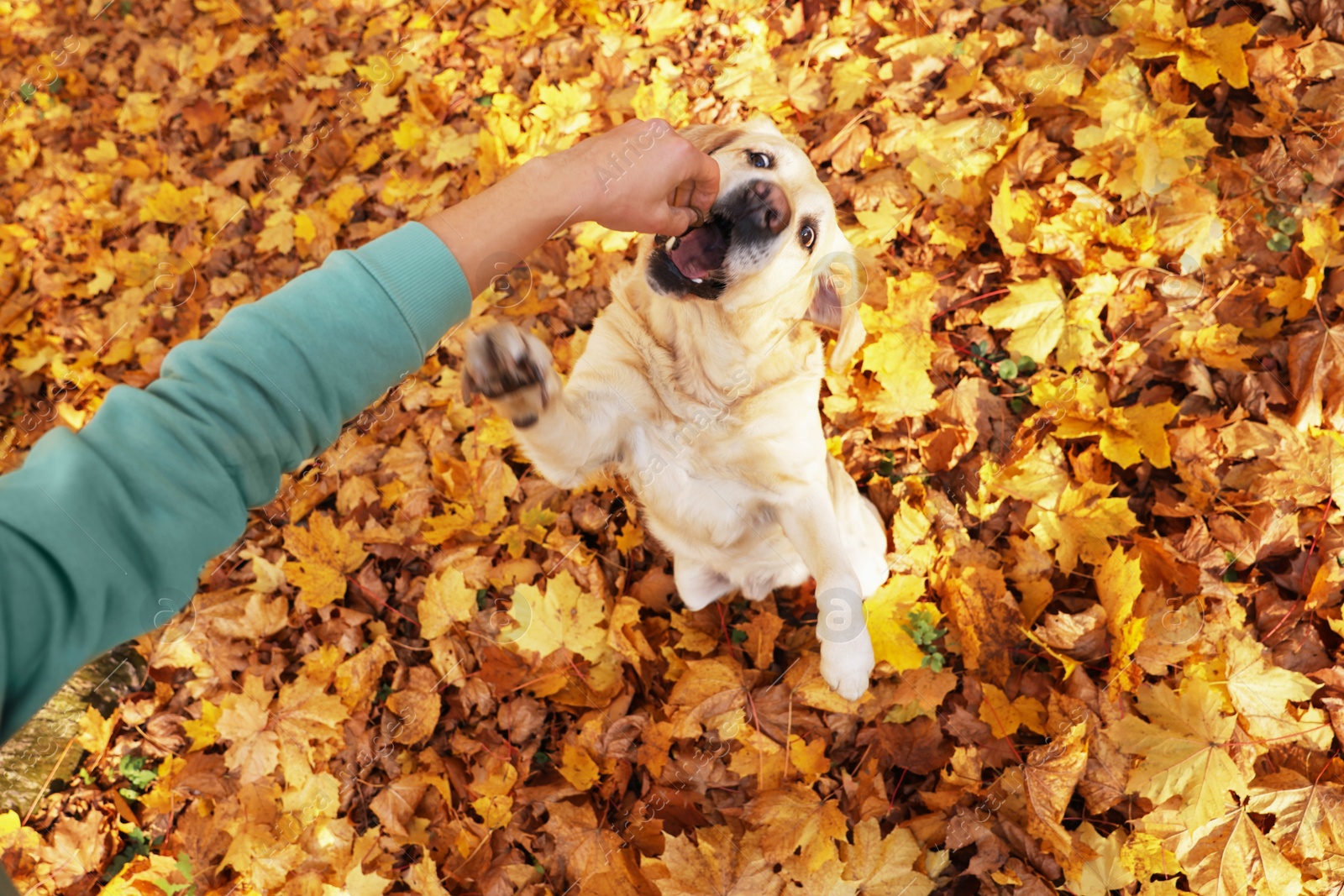 Photo of Man playing with cute Labrador Retriever dog on fallen leaves outdoors, top view