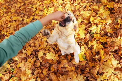 Man playing with cute Labrador Retriever dog on fallen leaves outdoors, top view