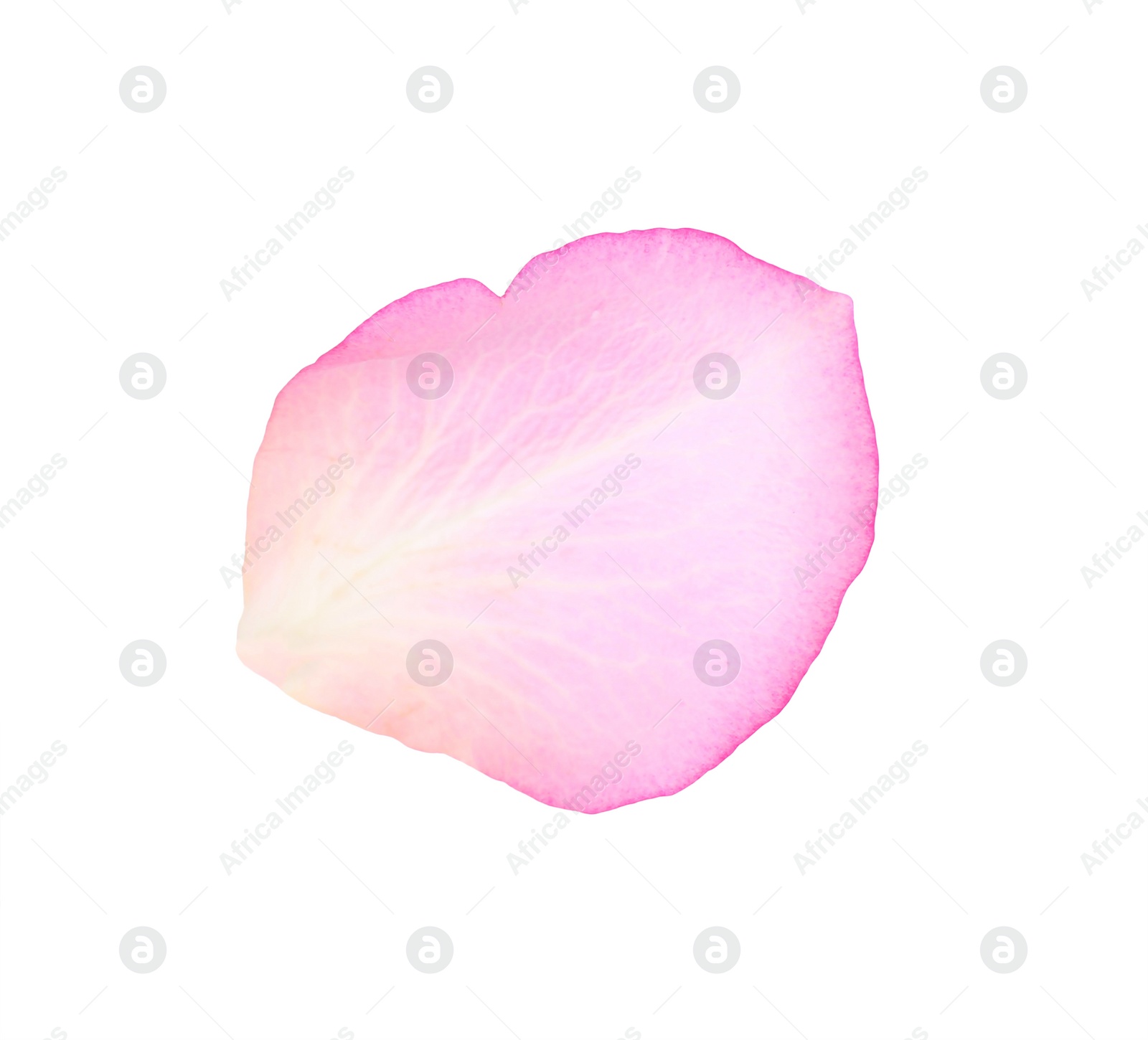 Photo of Tender pink rose petal isolated on white