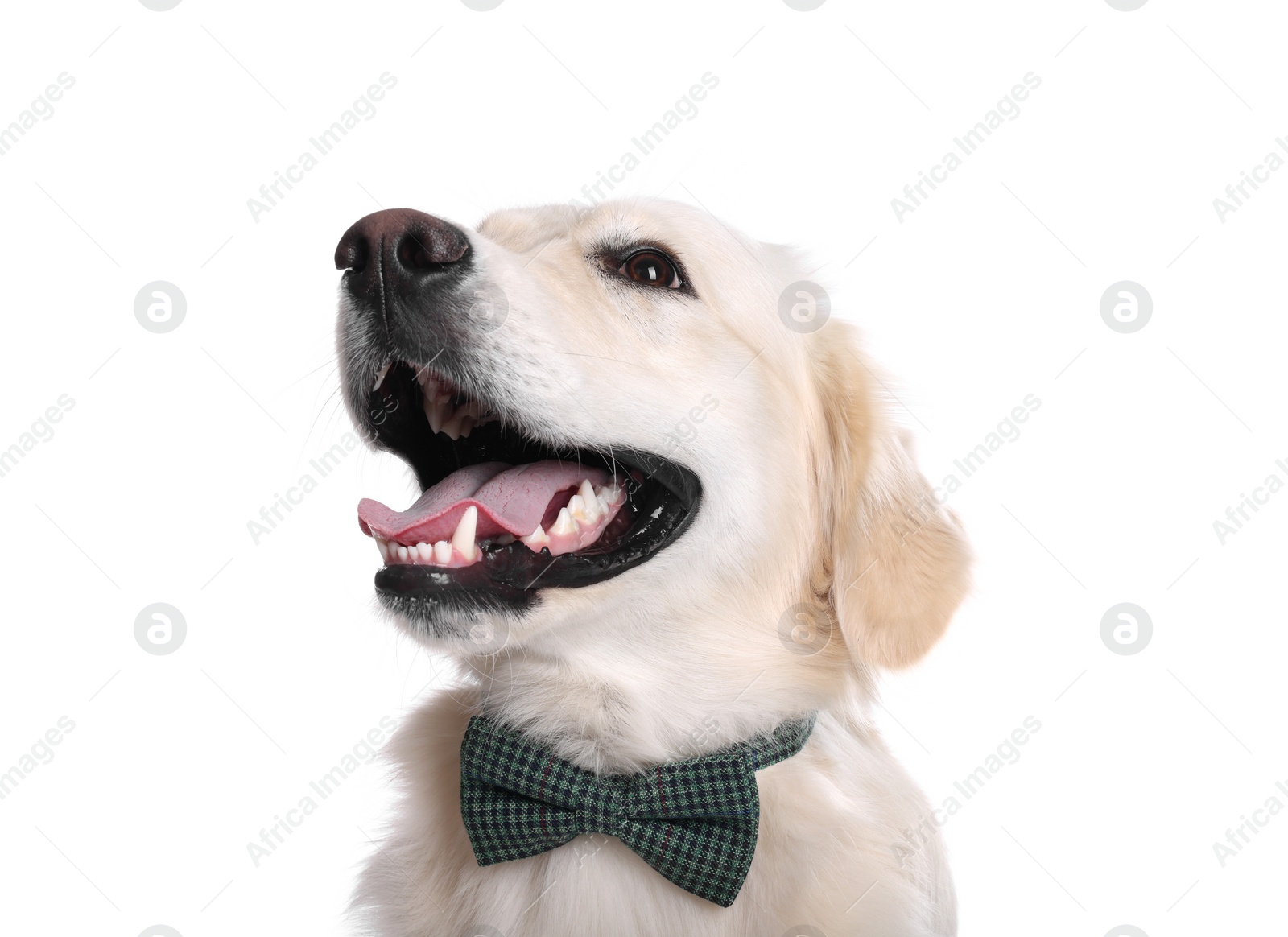 Photo of Cute Labrador Retriever with stylish bow tie on white background