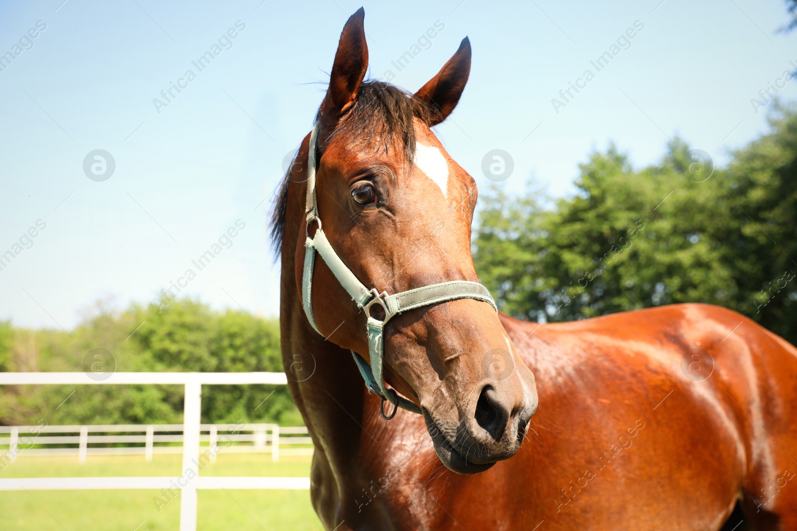 Photo of Bay horse in paddock on sunny day. Beautiful pet