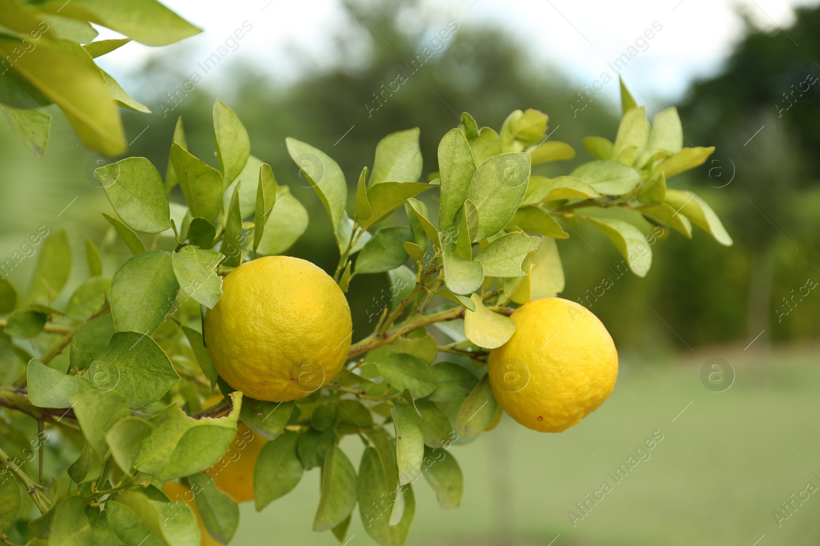 Photo of Fresh ripe trifoliate oranges growing on tree outdoors